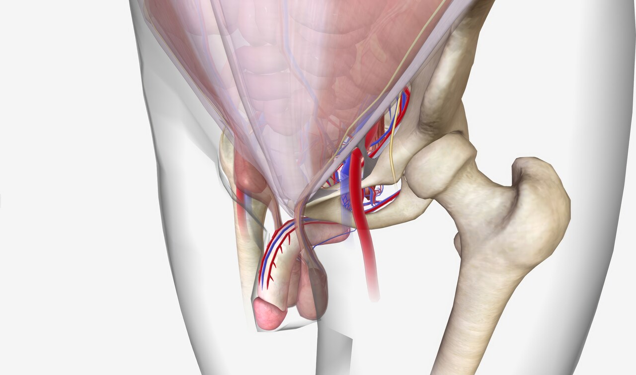 Hérnia inguinal não é tudo igual e entender isso pode evitar complicações sérias